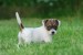 Jack-Russell-Terrier-1-picture.jpg